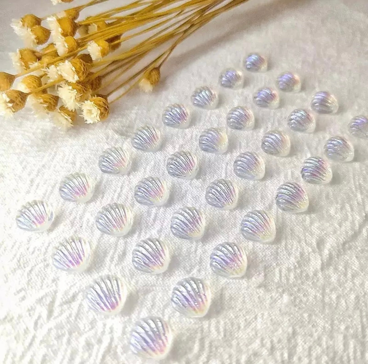 Aurora Seashells