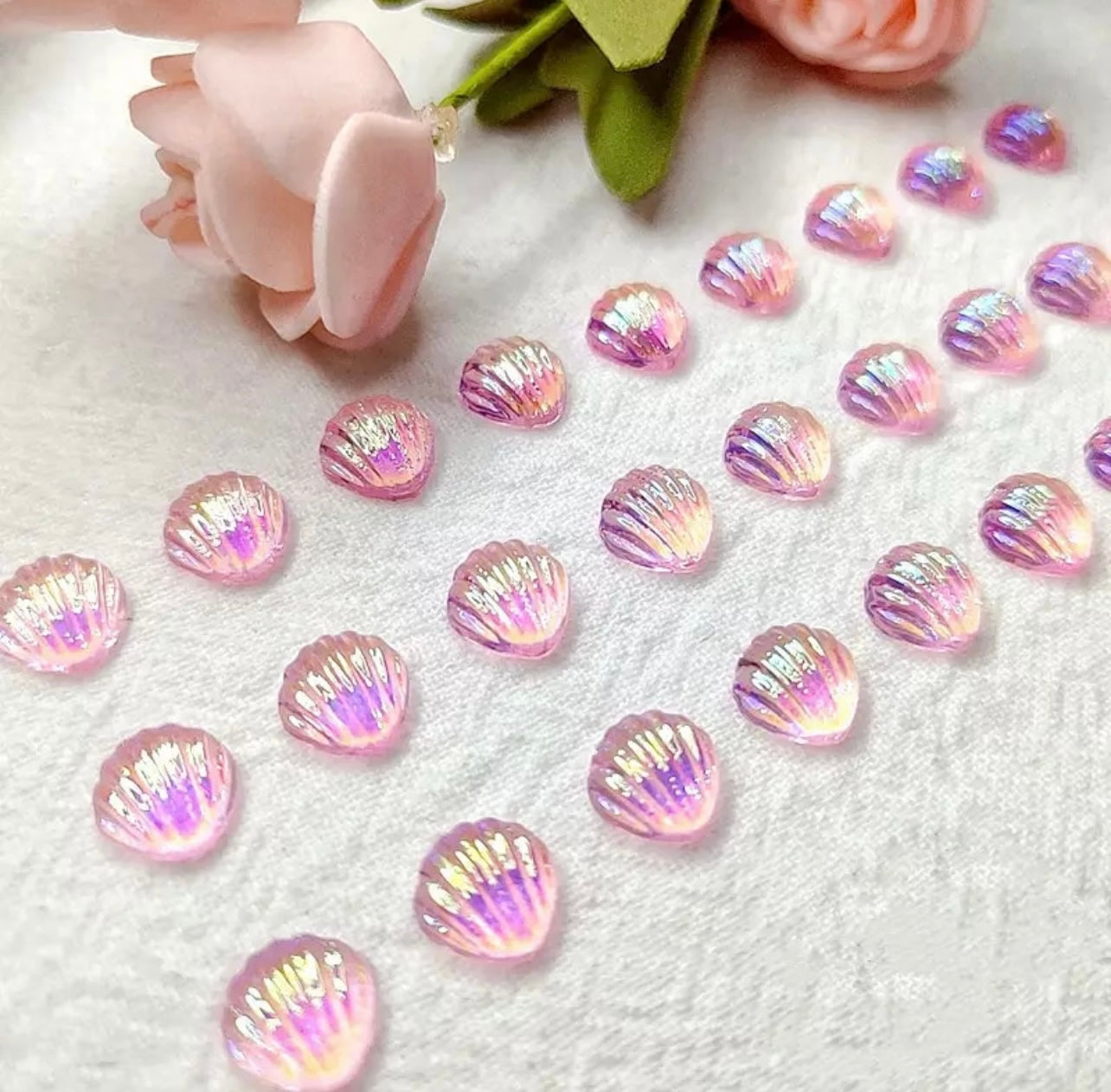 Aurora Seashells
